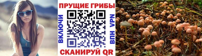 omg рабочий сайт  Пестово  Псилоцибиновые грибы ЛСД  что такое  